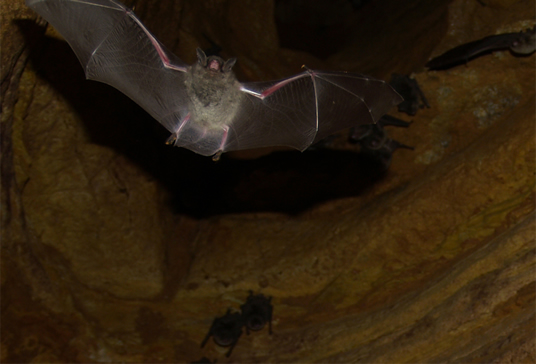 Gray Bat Taking Off